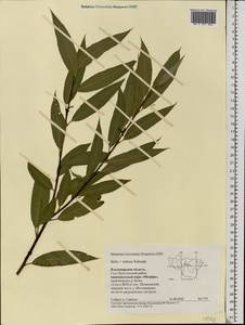 Salix × rubens Schrank, Eastern Europe, Central region (E4) (Russia)