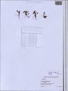 Saxifraga rivularis L., Western Europe (EUR) (Svalbard and Jan Mayen)