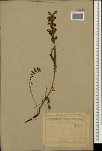 Pedicularis sibthorpii Boiss., Caucasus, Armenia (K5) (Armenia)