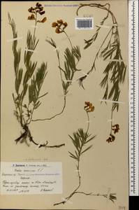 Lathyrus pallescens (M.Bieb.) K.Koch, Caucasus, Armenia (K5) (Armenia)