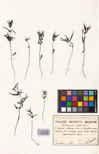 MHA 0 161 518, Melampyrum sylvaticum L., Siberia, Western Siberia (S1) (Russia)