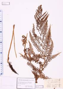 Athyrium monomachii (Kom.) Kom., Siberia, Altai & Sayany Mountains (S2) (Russia)