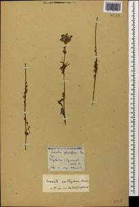 Cuscuta epithymum (L.) L., Caucasus, Armenia (K5) (Armenia)