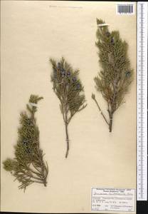 Juniperus pseudosabina Fisch. & C.A.Mey., Middle Asia, Northern & Central Tian Shan (M4) (Kyrgyzstan)