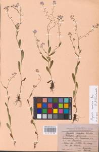 MHA 0 153 268, Myosotis nemorosa Besser, Eastern Europe, Western region (E3) (Russia)