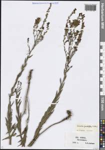 Linaria genistifolia (L.) Mill., Caucasus, Stavropol Krai, Karachay-Cherkessia & Kabardino-Balkaria (K1b) (Russia)