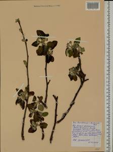 Malus domestica Borkh., Eastern Europe, Belarus (E3a) (Belarus)