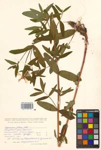 Hypericum ascyron subsp. gebleri (Ledeb.) N.Robson, Siberia, Russian Far East (S6) (Russia)