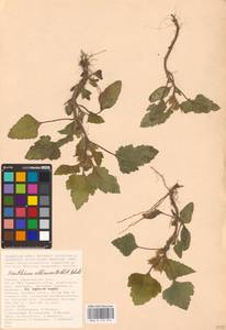 Xanthium orientale var. albinum (Widder) Adema & M. T. Jansen, Eastern Europe, Lower Volga region (E9) (Russia)