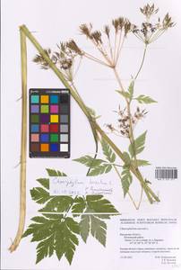 Chaerophyllum hirsutum L., Eastern Europe, Central region (E4) (Russia)