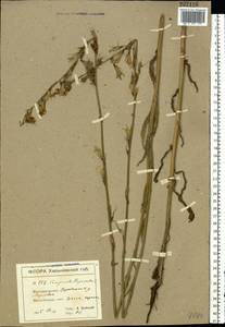 Campanula rapunculus L., Eastern Europe, North Ukrainian region (E11) (Ukraine)