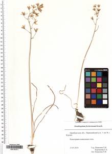 SMR001871, Ornithogalum fischerianum Krasch., Eastern Europe, Eastern region (E10) (Russia)