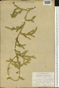 Lycopodium clavatum L., Siberia, Yakutia (S5) (Russia)