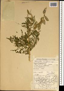 Astragalus mongholicus Bunge, Mongolia (MONG) (Mongolia)