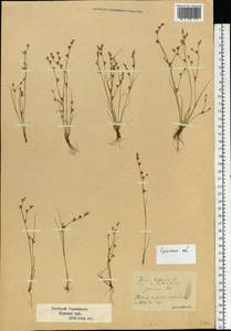Juncus bufonius L., Eastern Europe, North Ukrainian region (E11) (Ukraine)