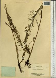 Artemisia pubescens Ledeb., Siberia, Western Siberia (S1) (Russia)