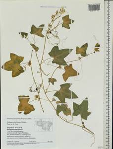 Echinocystis lobata (Michx.) Torr. & Gray, Eastern Europe, Central region (E4) (Russia)