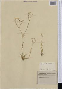 Gypsophila repens L., Western Europe (EUR) (Slovenia)