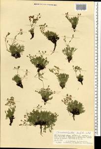 Chamaerhodos trifida Ledeb., Mongolia (MONG) (Mongolia)