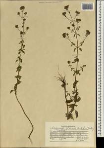 Origanum vulgare subsp. gracile (K.Koch) Ietsw., South Asia, South Asia (Asia outside ex-Soviet states and Mongolia) (ASIA) (Afghanistan)