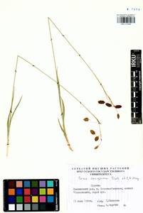 Carex coriophora Fisch. & C.A.Mey. ex Kunth, Siberia, Baikal & Transbaikal region (S4) (Russia)