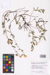 Helianthemum nummularium (L.) Mill., Eastern Europe, South Ukrainian region (E12) (Ukraine)