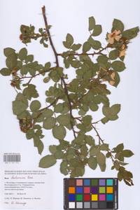 Rosa balsamica Besser, Eastern Europe, Lower Volga region (E9) (Russia)