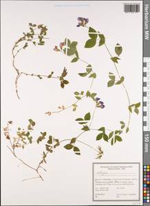 Lathyrus, South Asia, South Asia (Asia outside ex-Soviet states and Mongolia) (ASIA) (Iran)