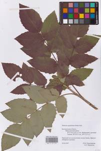 Mahonia aquifolium (Pursh) Nutt., Eastern Europe, Central forest-and-steppe region (E6) (Russia)