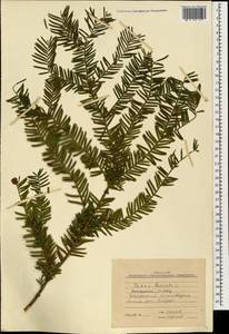 Taxus baccata L., Caucasus, Stavropol Krai, Karachay-Cherkessia & Kabardino-Balkaria (K1b) (Russia)