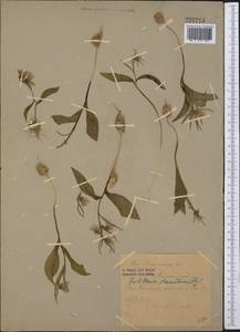 Fritillaria stenanthera (Regel) Regel, Middle Asia, Syr-Darian deserts & Kyzylkum (M7) (Uzbekistan)