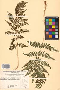 Dryopteris goeringiana (Kunze) Koidz., Siberia, Russian Far East (S6) (Russia)