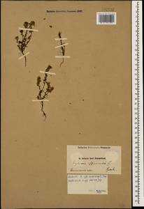 Euphrasia ossica Juz. ex Ganeschin, Caucasus, Armenia (K5) (Armenia)