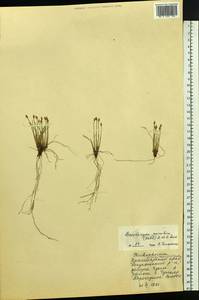 Trichophorum pumilum (Vahl) Schinz & Thell., Siberia, Central Siberia (S3) (Russia)