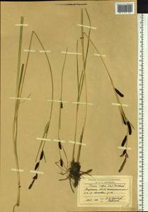 Carex nigra (L.) Reichard, Siberia, Yakutia (S5) (Russia)