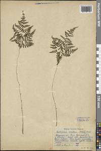 Cystopteris montana (Lam.) Bernh., Siberia, Baikal & Transbaikal region (S4) (Russia)