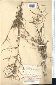 Atraphaxis virgata (Regel) Krasn., Middle Asia, Northern & Central Tian Shan (M4) (Kyrgyzstan)