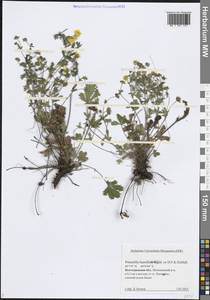 Potentilla humifusa Willd. ex D.F.K.Schltdl., Eastern Europe, Lower Volga region (E9) (Russia)