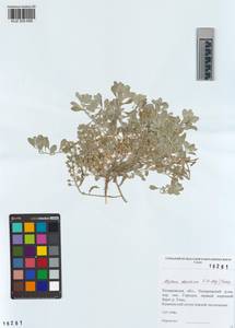 KUZ 005 606, Odontarrhena obovata C.A.Mey., Siberia, Altai & Sayany Mountains (S2) (Russia)