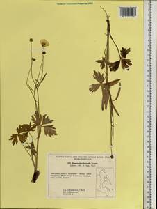 Ranunculus propinquus subsp. subborealis (Tzvelev) Kuvaev, Siberia, Chukotka & Kamchatka (S7) (Russia)