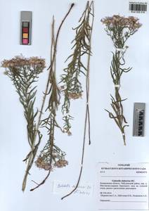 Galatella dahurica DC., Siberia, Altai & Sayany Mountains (S2) (Russia)