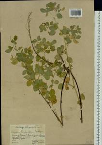 Medicago platycarpos (L.) Trautv., Siberia, Altai & Sayany Mountains (S2) (Russia)