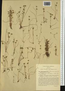 Juncus pygmaeus L. C. M. Richard, Western Europe (EUR) (Italy)