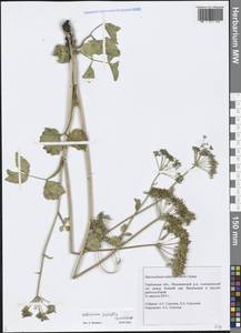 Macroselinum latifolium (M. Bieb.) Schur, Eastern Europe, Central forest-and-steppe region (E6) (Russia)