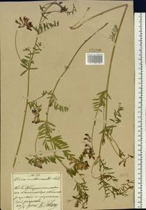 Vicia multicaulis Ledeb., Siberia, Russian Far East (S6) (Russia)