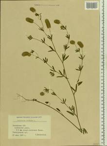 Trifolium arvense L., Eastern Europe, Latvia (E2b) (Latvia)