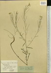 Erysimum diffusum Ehrh., Eastern Europe, Central forest-and-steppe region (E6) (Russia)