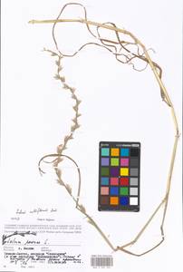 Lolium multiflorum Lam., Eastern Europe, Moscow region (E4a) (Russia)