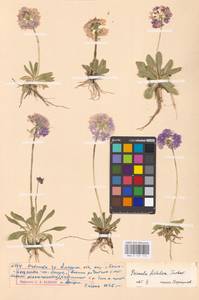 Primula fistulosa Turkev., Siberia, Russian Far East (S6) (Russia)