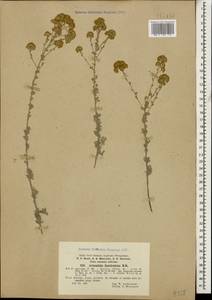 Artemisia incana (L.) Druce, Caucasus, Turkish Caucasus (NE Turkey) (K7) (Turkey)